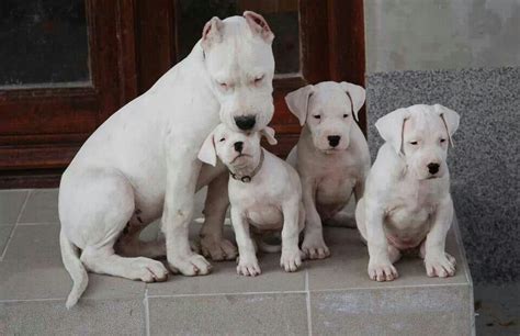 Argentine Dogo vs American Bulldog - Breed Comparison