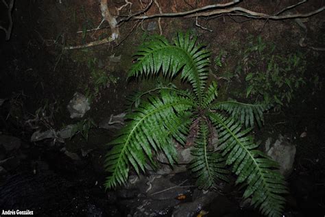 Fotos De Flora Nativa Y Adventicias De Uruguay Neoblechnum