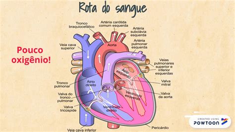 Circula O Sangu Nea Fetal Em Animais Youtube