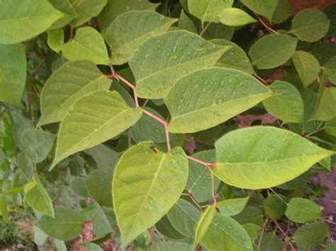 Japanese Knotweed identification - a guide by Knotweed Doctor