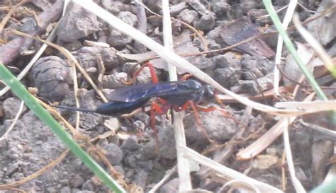 Ichneumon Wasp Pimpla Sanguinipes Buathra Perplexa BugGuide Net