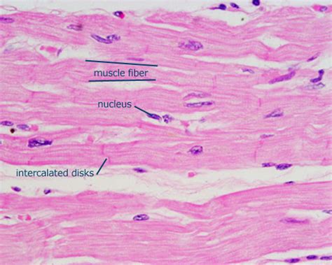 Cardiac Muscle Histology Labeled