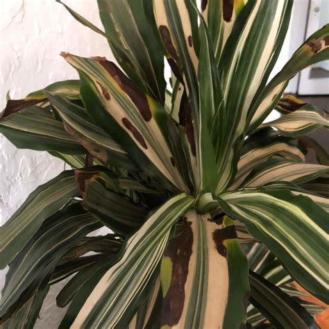 5 Telltale Signs of Overwatered Plants | Bloomscape