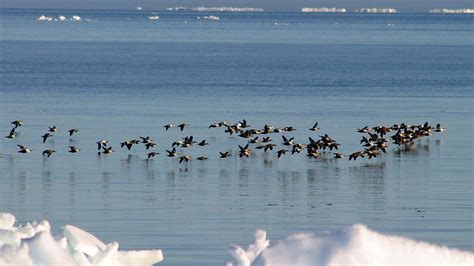 Alaskan Inuit Food Sovereignty Initiative | ICC Alaska