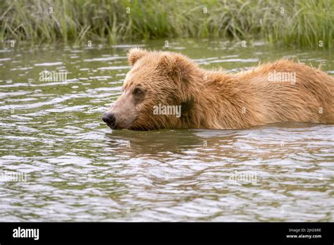 Alaskan Brown Bear Fishing For Salmon In Mikfik Creek In McNeil River