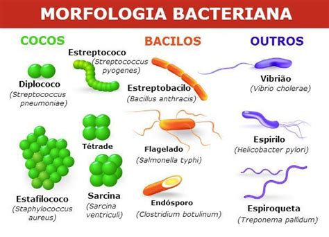 Bactérias Introdução Biologia A Ciência Da Vida