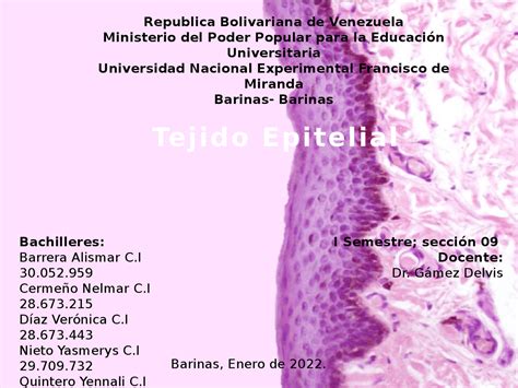 Tejido Epitelial Histologia Diapositivas De Histología Docsity