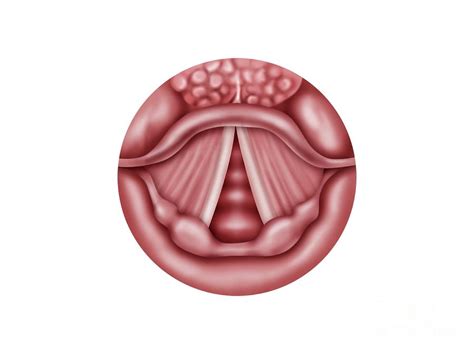 Vocal Cord Anatomy Diagram