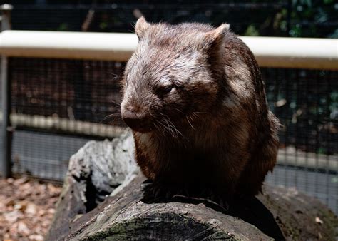 Wombats poop cubes, and now science knows why | BGR