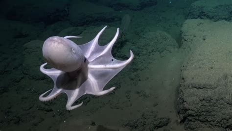 Scientists find stunning octopus world in the deep sea | Mashable