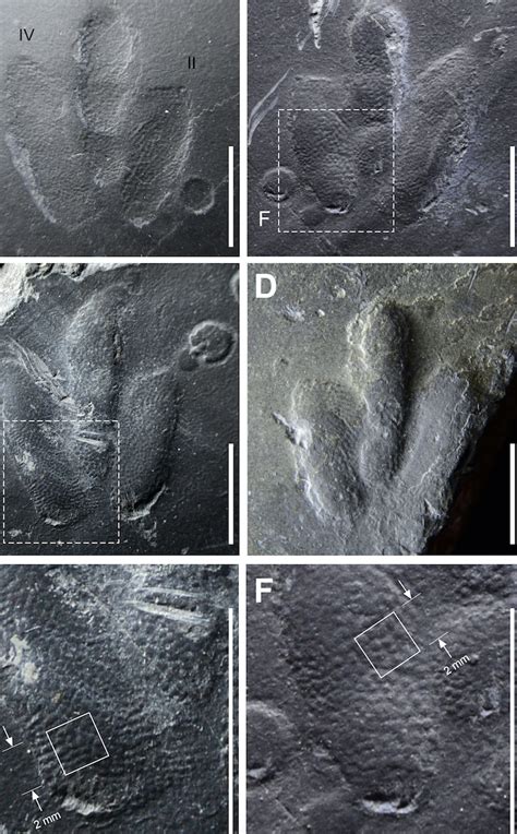 11apr19 Smithsonian ‘exquisitely Preserved Skin Impressions Found In