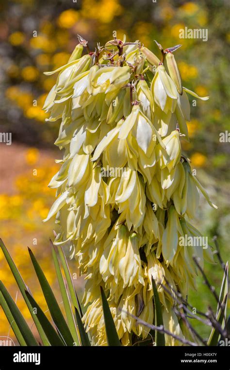 Banana Yucca Datil Yucca Yucca Baccata Blooming Usa Arizona