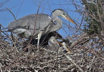 Pescalune Photo H Ron Cendr Ardea Cinerea Grey Heron