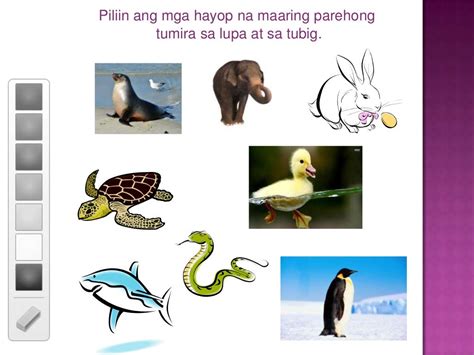 Uri Ng Hayop Ayon Sa Tirahan