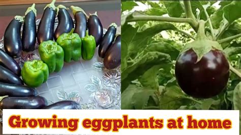 How To Grow Eggplant At Home Brinjal Plant Growth And Care Tips Kf Gardening Instant Pot