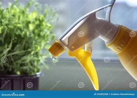 Female Hands Watering Cress Salad Microgreens With Hand Sprayer