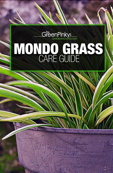 Growing Mondo Grass Care Tips That Work