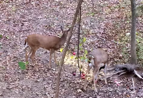 How Does Toxic Bait Affect Deer | Bowhunting.com