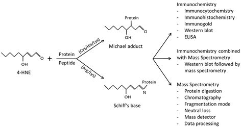 Antioxidants Free Full Text The Hydroxynonenalprotein Adducts