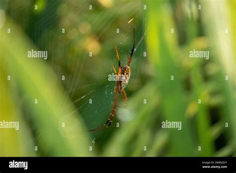 Spider In The Nest Stock Photo Alamy