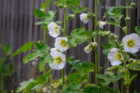 Stockrosen Alcea Rosea Pflanzen Und Kombinieren Einfach Garten