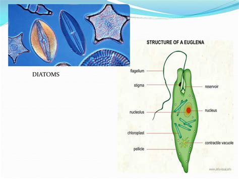 Ppt Protists Powerpoint Presentation Free Download Id2346147