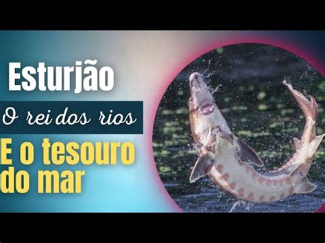 Esturj O O Rei Dos Rios E Tesouro Do Mar Descubra Tudo Sobre Youtube