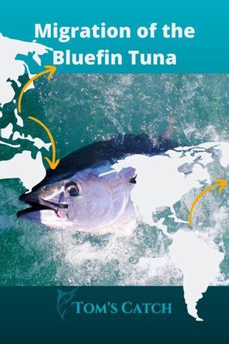 6 Things you should know about Bluefin Tuna Migration | Tom's Catch Blog