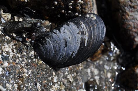 Why are New England’s wild blue mussels disappearing? | UCI News | UCI