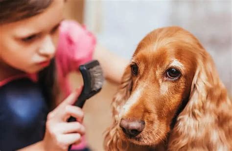 Do Cocker Spaniels Shed Tips To Control Shedding