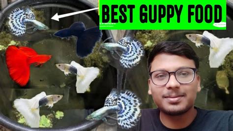 Best Guppy Food For X First Growth Guppy Fish Breeding Betta Fish