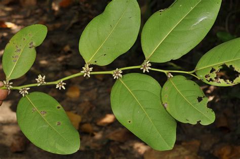 Diospyros Maritima Ebenaceae Image At Phytoimages Siu Edu