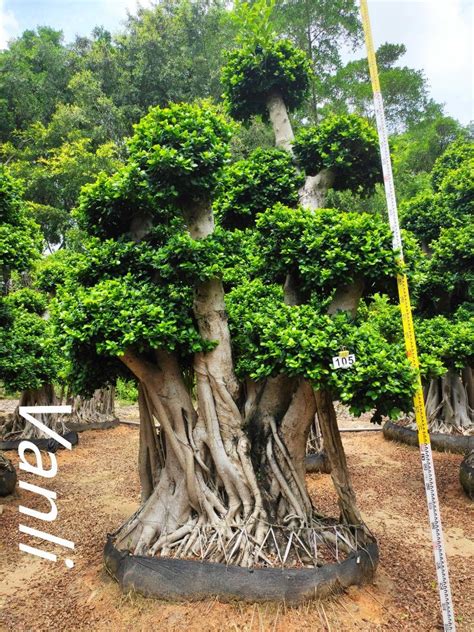 Ficus Microcarpa Bonsai Big Ficus Outdoor Ficus Roots Shape Ficus