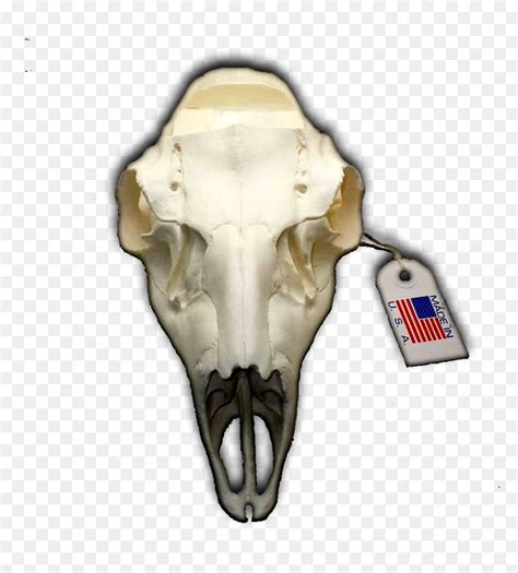 Mule Deer European Replica Skull Mount ” With Notched Replica