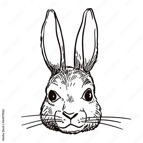 Vector hand-drawn pen and ink black and white sketch character illustration of a bunny rabbit ...