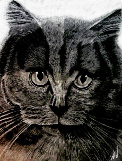 Pussy Cat Pencils Drawing By Winston Wesley Art Fine Art America