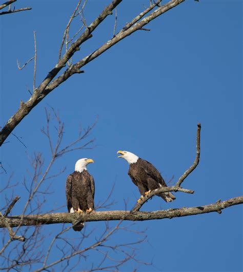 800+ Best Eagles Photos · 100% Free Download · Pexels Stock Photos