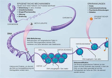 Epigenetik AnthroWiki