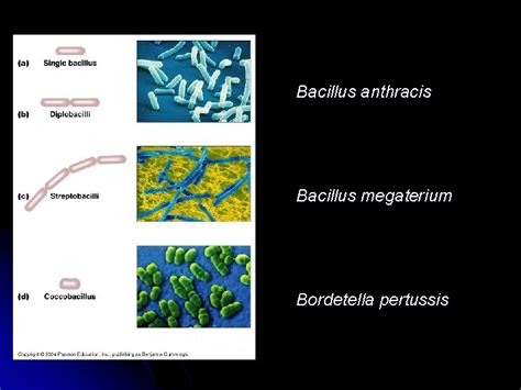 Chapter Functional Anatomy Of Prokaryotic And Eukaryotic