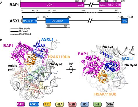 Structural Basis Of Histone H A Lysine Deubiquitination By Polycomb