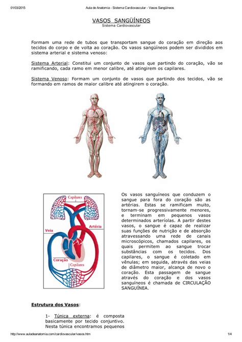 Pdf Aula De Anatomia Sistema Cardiovascular Vasos Sang Neos