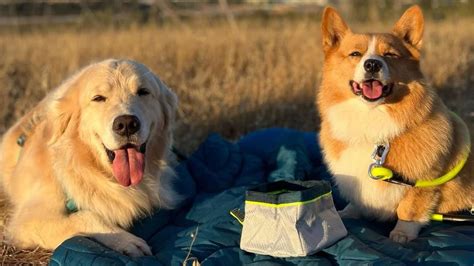 Si Planea Viajar Con Su Mascota En Avión Estas Vacaciones Estos Son Los Requisitos Que Debe