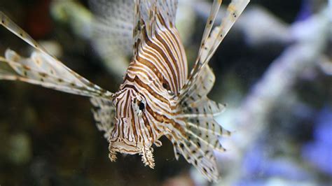 Poisonous lionfish may invade Mediterranean Sea | The Times of Israel