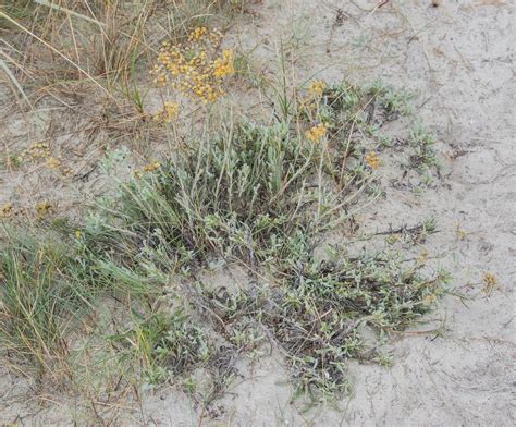 Sand Strohblume Helichrysum Arenarium Ngid Flickr