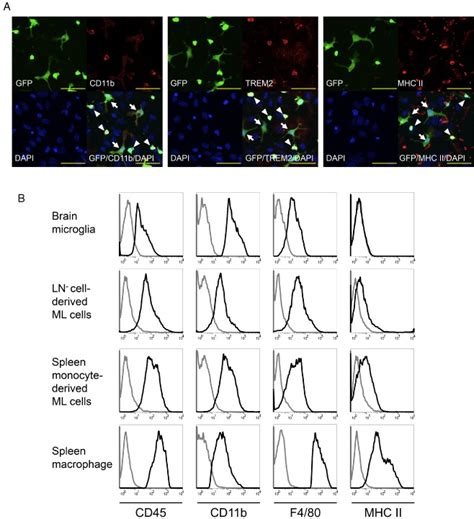 Cell Surface Markers Of Spleen Monocyte Derived Ml Cells A