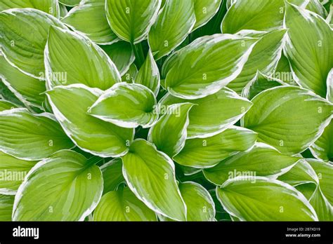 Hosta Funkia Plantain Lilies In The Garden Wide Brim Hosta Plantain