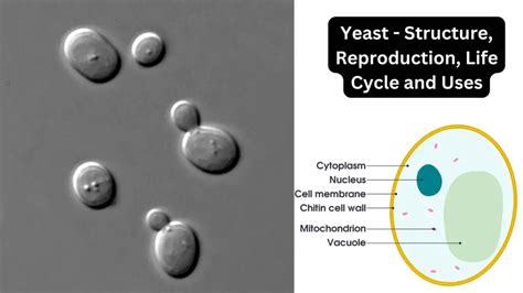 Yeast - Structure, Reproduction, Life Cycle and Uses - Biology Notes Online