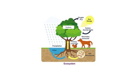 How Do Humans Depend On Ecosystems