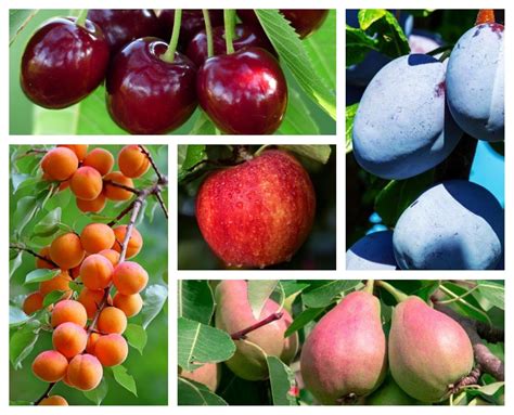 Jardinage planter un arbre fruitier tardif pour de meilleures récoltes