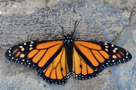 Premium Photo | Close up of a monarch butterfly